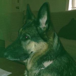 Meet your Posher, Robin